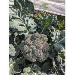 brocoli